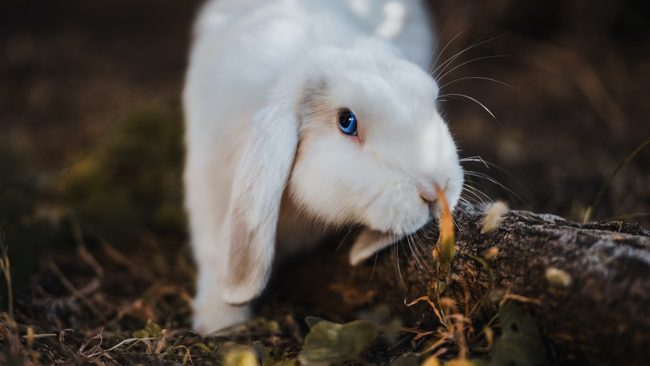 开云电子竞技-“悬崖飞跃：险境中的极速腾空”，悬崖速降图片