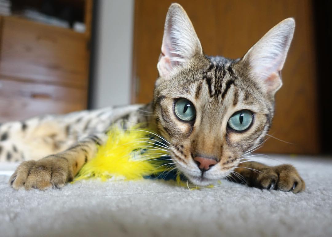 乡村特色高山滑雪，雪域奇观让人心醉，高山滑雪魅力