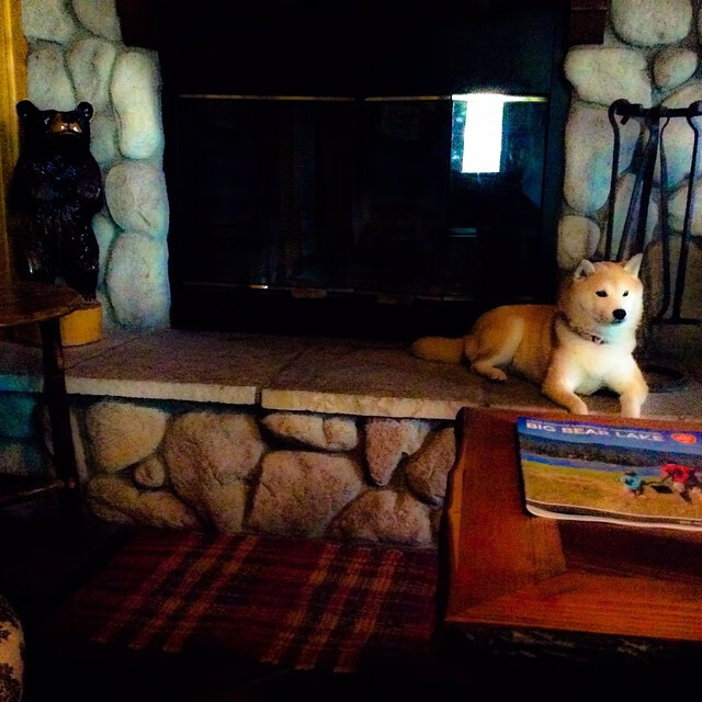 大型森林高空绳索探索，刺激十足的极限体验，高空绳索训练架