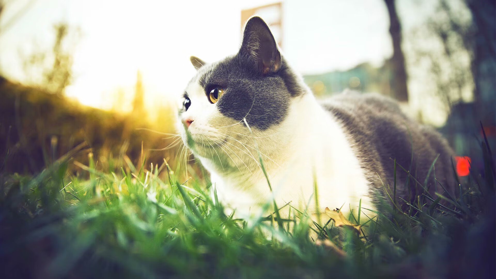 大型森林高空绳索探索，刺激十足的极限体验，高空绳索训练架